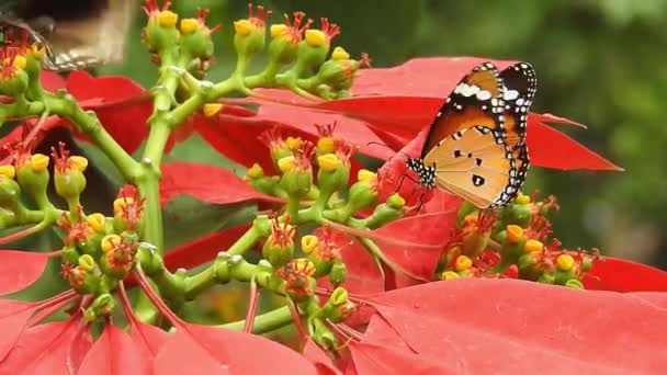 Trópusi Egzotikus Császár Pillangó Táplálkozik Vörös Virágok Makró Közeli Tavaszi — Stock videók