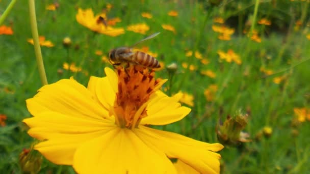Honingbij Oranje Daisy Bloemen Park Met Groene Achtergrond Honingbij Oranje — Stockvideo