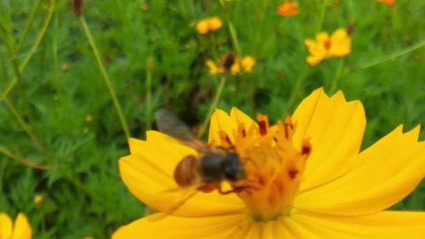 Медоносна Бджола Оранжевих Квітах Дейзі Парку Зеленим Фоном Медоносна Бджола — стокове відео