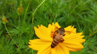 Parkta turuncu papatya çiçekleri, parkta turuncu papatya çiçekleri, yeşil arka planda bal arısı, yeşil yapraklı bal arısı çiçekleri. Orange Daisy 'deki bal arısı, yeşil arka planda, parkta çiçekler, ayrıntı 