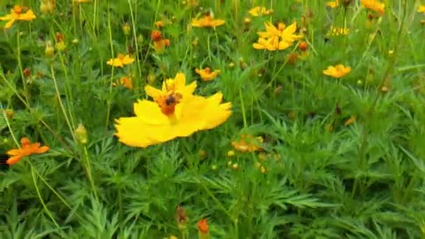 Honigbiene Auf Orange Daisy Blumen Park Mit Grünem Hintergrund Honigbiene — Stockvideo