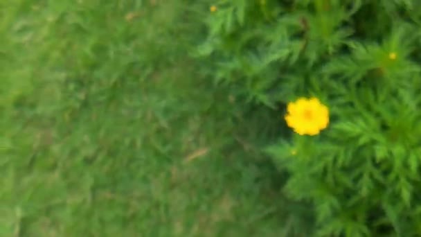 Медовая Пчела Апельсиновой Дейзи Цветы Парке Зеленым Фоном Медовая Пчела — стоковое видео