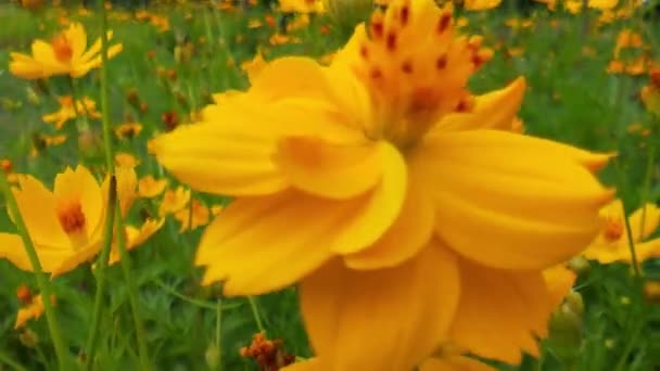 公園内のオレンジデイジーの花にはミツバチ 公園内のオレンジデイジーの花にはミツバチ 緑の背景を持つ公園ではミツバチ 緑の葉を持つミツバチと花 緑豊かな公園のオレンジデイジーの花でミツバチ — ストック動画