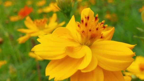 Pszczoła Miodna Pomarańczowej Daisy Kwiaty Parku Zielonym Tle Pszczoła Miodna — Wideo stockowe