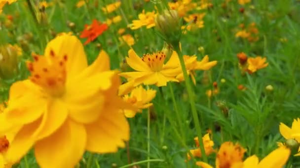 Honningbie Orange Daisy Blomster Park Med Grønn Bakgrunn Honningbie Orange – stockvideo
