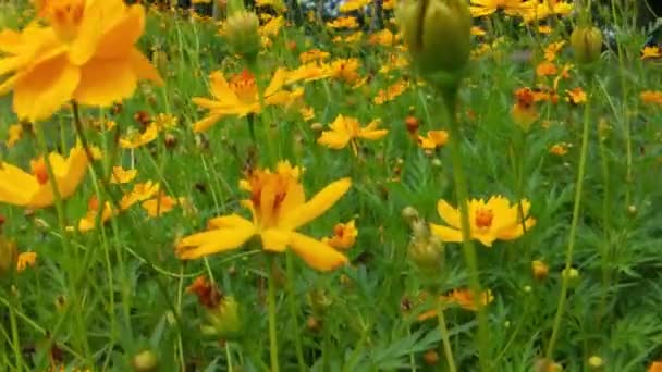 在绿色背景的公园里 蜜蜂在橙色菊花上 蜜蜂在绿色背景的公园里 蜜蜂在绿色叶子的蜂蜜上 蜜蜂在橙菊花上 在公园里开着绿色背景的花 — 图库视频影像