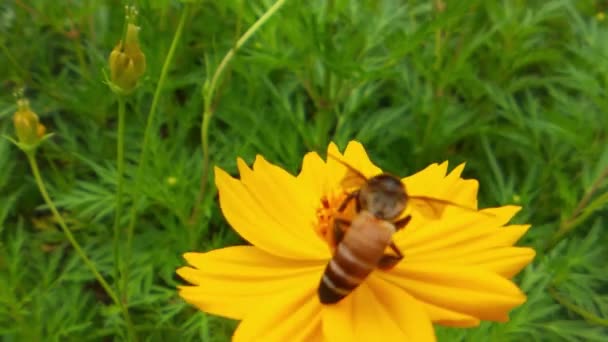 Pszczoła Miodna Pomarańczowej Daisy Kwiaty Parku Zielonym Tle Pszczoła Miodna — Wideo stockowe