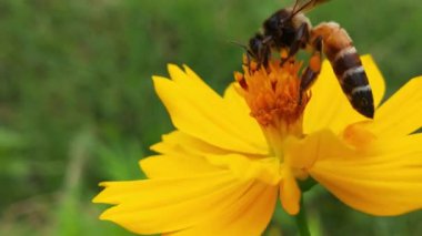 Sarı ayçiçeğinden nektar toplayarak polenle kaplı uçan bal arısı. Polen çiçeğiyle kaplanmış arıların makro görüntüleri. Böcek arılarının yavaş çekimleri sarı kolza tohumu çiçekleri üzerinde nektar topluyor bal arısı yağ çekirdeği tarlasında meşgul