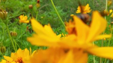 Sarı ayçiçeğinden nektar toplayarak polenle kaplı uçan bal arısı. Polen çiçeğiyle kaplanmış arıların makro görüntüleri. Böcek arılarının yavaş çekimleri sarı kolza tohumu çiçekleri üzerinde nektar topluyor bal arısı yağ çekirdeği tarlasında meşgul