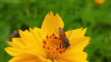 Sarı ayçiçeğinden nektar toplayarak polenle kaplı uçan bal arısı. Polen çiçeğiyle kaplanmış arıların makro görüntüleri. Böcek arılarının yavaş çekimleri sarı kolza tohumu çiçekleri üzerinde nektar topluyor bal arısı yağ çekirdeği tarlasında meşgul
