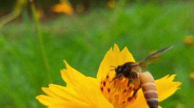 Sarı ayçiçeğinden nektar toplayarak polenle kaplı uçan bal arısı. Polen çiçeğiyle kaplanmış arıların makro görüntüleri. Böcek arılarının yavaş çekimleri sarı kolza tohumu çiçekleri üzerinde nektar topluyor bal arısı yağ çekirdeği tarlasında meşgul