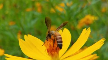 Sarı ayçiçeğinden nektar toplayarak polenle kaplı uçan bal arısı. Polen çiçeğiyle kaplanmış arıların makro görüntüleri. Böcek arılarının yavaş çekimleri sarı kolza tohumu çiçekleri üzerinde nektar topluyor bal arısı yağ çekirdeği tarlasında meşgul