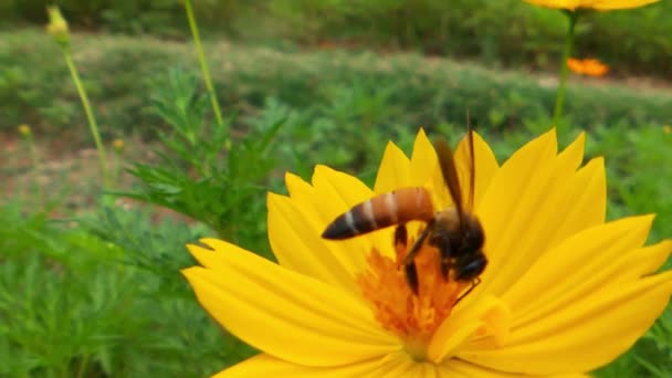 从黄色向日葵中采集花粉的飞蜂 蜜蜂被花粉授粉花覆盖的宏观画面 昆虫的缓慢运动在油菜籽地里忙着采蜜的黄菜花蜜蜂上采蜜 — 图库视频影像