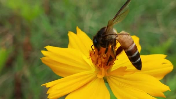 Flygande Honungsbi Täckt Med Pollen Som Samlar Nektar Från Gul — Stockvideo