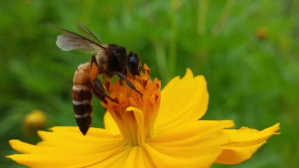 Летающая Медовая Пчела Покрытая Пыльцой Собирающая Нектар Желтого Подсолнуха Макросъемка — стоковое видео