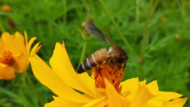 Flygande Honungsbi Täckt Med Pollen Som Samlar Nektar Från Gul — Stockvideo