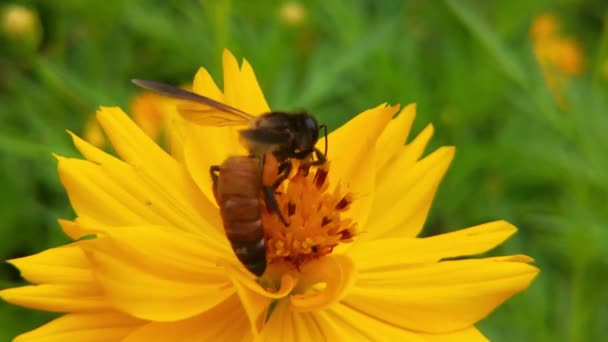 Abeille Volante Couverte Pollen Recueillant Nectar Tournesol Jaune Près Images — Video