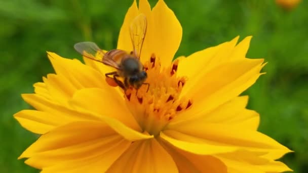 从黄色向日葵中采集花粉的飞蜂 蜜蜂被花粉授粉花覆盖的宏观画面 昆虫的缓慢运动在油菜籽地里忙着采蜜的黄菜花蜜蜂上采蜜 — 图库视频影像