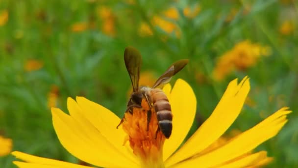 Abeille Volante Couverte Pollen Recueillant Nectar Tournesol Jaune Près Images — Video