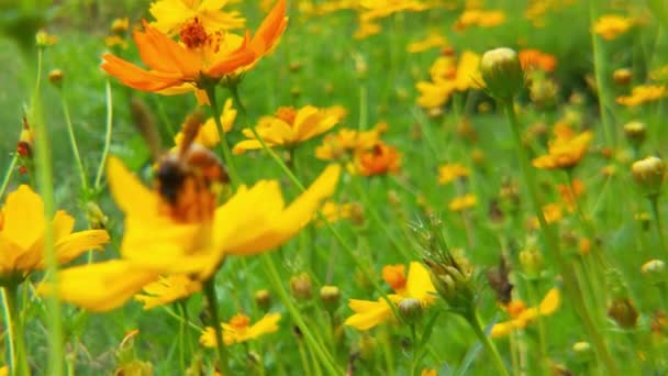 黄色のひまわりから蜜を集める花粉で覆われたミツバチを飛んで閉じます 花粉の受粉花で覆われた蜂のマクロな映像 昆虫蜂の動きが遅い黄色の菜の花に蜜を集める油田で忙しいミツバチ — ストック動画