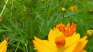 Sarı ayçiçeğinden nektar toplayarak polenle kaplı uçan bal arısı. Polen çiçeğiyle kaplanmış arıların makro görüntüleri. Böcek arılarının yavaş çekimleri sarı kolza tohumu çiçekleri üzerinde nektar topluyor bal arısı yağ çekirdeği tarlasında meşgul