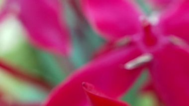 Sarı ayçiçeğinden nektar toplayarak polenle kaplı uçan bal arısı. Polen çiçeğiyle kaplanmış arıların makro görüntüleri. Böcek arılarının yavaş çekimleri sarı kolza tohumu çiçekleri üzerinde nektar topluyor bal arısı yağ çekirdeği tarlasında meşgul