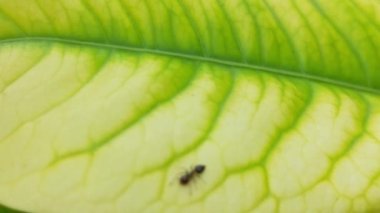 Sarı ayçiçeğinden nektar toplayarak polenle kaplı uçan bal arısı. Polen çiçeğiyle kaplanmış arıların makro görüntüleri. Böcek arılarının yavaş çekimleri sarı kolza tohumu çiçekleri üzerinde nektar topluyor bal arısı yağ çekirdeği tarlasında meşgul