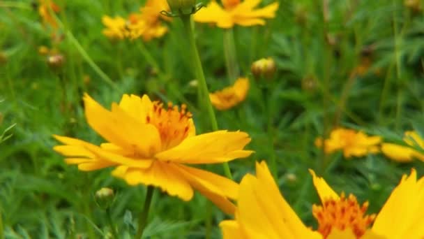 Летающая Медовая Пчела Покрытая Пыльцой Собирающая Нектар Желтого Подсолнуха Макросъемка — стоковое видео