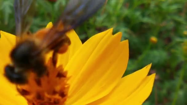 Powolny Ruch Pszczoły Miodnej Zajęty Kwiat Nasion Rzepaku Polu Wiosennym — Wideo stockowe