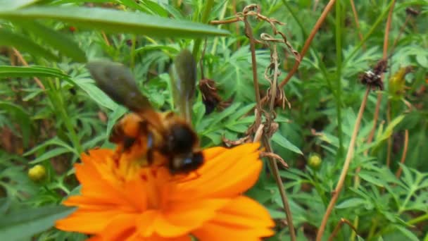 春田里 蜜蜂忙于油菜籽花的缓慢运动 飞蜜蜜蜂被黄色向日葵的花粉覆盖着 从黄色向日葵中采蜜 蜜蜂被花粉授粉花覆盖的宏观画面 飞蜂采集花粉 — 图库视频影像