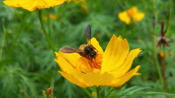Zpomalený Pohyb Včel Řepkovém Květu Jarním Poli Létající Včela Pokrytá — Stock video