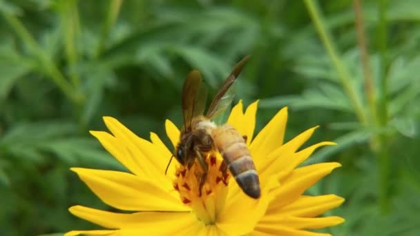 Zpomalený Pohyb Včel Řepkovém Květu Jarním Poli Létající Včela Pokrytá — Stock video
