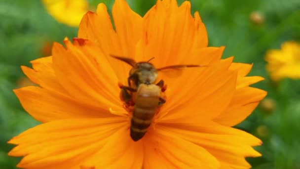 春の畑の菜の花畑で忙しいミツバチのスローモーション黄色のひまわりから蜜を集める花粉で覆われたミツバチを飛んで閉じます 花粉の受粉花で覆われた蜂のマクロな映像 花粉を集める蜂の群れを飛ぶ — ストック動画