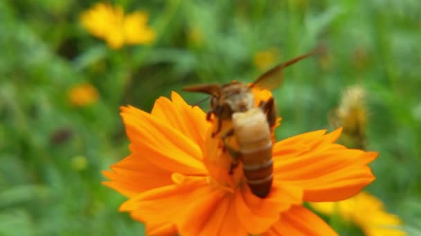 Повільний Рух Медоносних Бджіл Зайнятих Квітці Насіння Ріпаку Весняному Полі — стокове відео