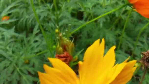 Långsam Rörelse Honungsbin Upptagen Med Rapsfröblomma Vårfältet Flygande Honungsbi Täckt — Stockvideo