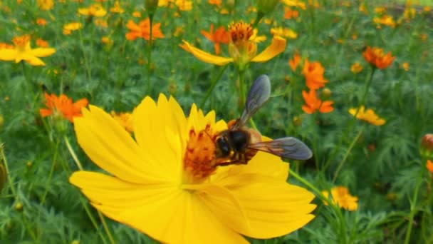 Bahar Tarlasında Tecavüz Tohumu Çiçeğiyle Meşgul Olan Bal Arısının Polenle — Stok video