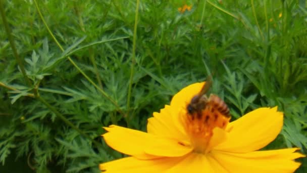 Långsam Rörelse Honungsbin Upptagen Med Rapsfröblomma Vårfältet Flygande Honungsbi Täckt — Stockvideo