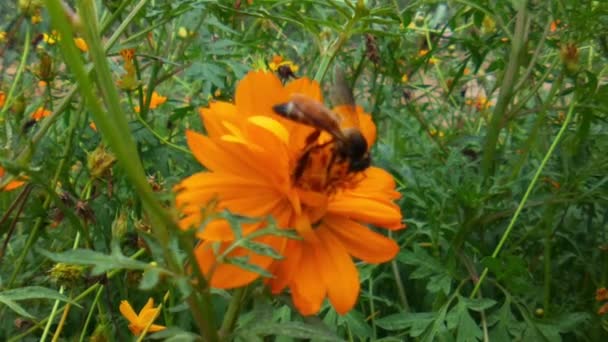 西方蜜蜂或花朵上的欧洲蜜蜂 用花粉覆盖的飞行蜜蜂从蓝色小鸡花中采集花蜜 春天的小鸡花关门了 宏观调控蜂蜜蜜蜂授粉春天紫罗兰绽放花朵 宇宙之花 — 图库视频影像