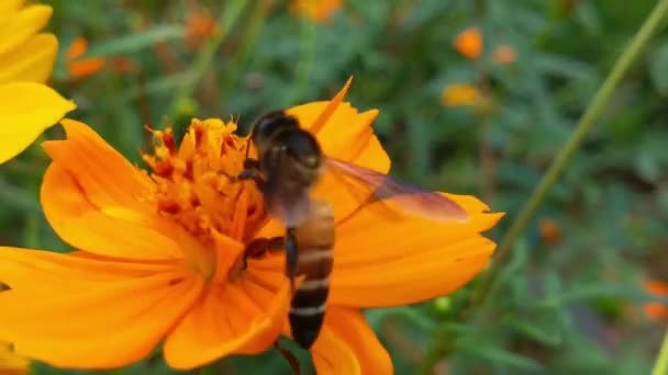 花の欧米のミツバチやヨーロッパのミツバチ ブルーチコリの花から蜜を収集花粉で覆われたフライングミツバチ 春のチコリの花を閉じます マクロショットミツバチ受粉春紫色の花を咲かせます コスモフラワー — ストック動画