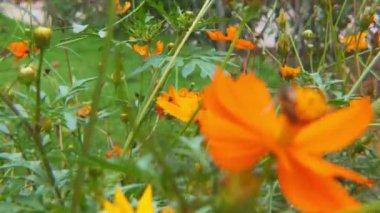 Batı Bal Arısı ya da Avrupa Bal Arısı Çiçeği. Uçan Bal Arısı Mavi Chicory Çiçeğinden Nektar Topluyor. Spring Chicory Çiçekleri Kapatın. Macro Shot Bal Arısı Tozlaştırıcı Bahar Mor Çiçekleri Çiçek Açan Çiçekler. Kozmo çiçeği