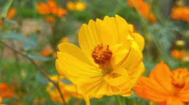 Batı Bal Arısı ya da Avrupa Bal Arısı Çiçeği. Uçan Bal Arısı Mavi Chicory Çiçeğinden Nektar Topluyor. Spring Chicory Çiçekleri Kapatın. Macro Shot Bal Arısı Tozlaştırıcı Bahar Mor Çiçekleri Çiçek Açan Çiçekler. Kozmo çiçeği