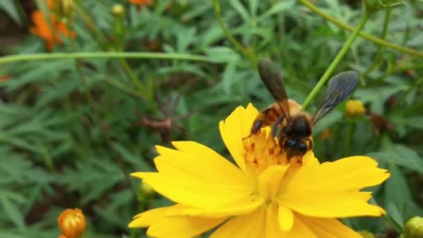 Nyugati Méhecske Vagy Európai Méhecske Virágon Repülő Méhecske Borított Pollen — Stock videók