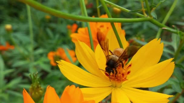 Zachodnia Pszczoła Miodna Lub Europejska Pszczoła Miodna Kwiatu Latająca Pszczoła — Wideo stockowe