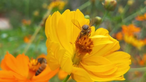 西方蜜蜂或花朵上的欧洲蜜蜂 用花粉覆盖的飞行蜜蜂从蓝色小鸡花中采集花蜜 春天的小鸡花关门了 宏观调控蜂蜜蜜蜂授粉春天紫罗兰绽放花朵 宇宙之花 — 图库视频影像