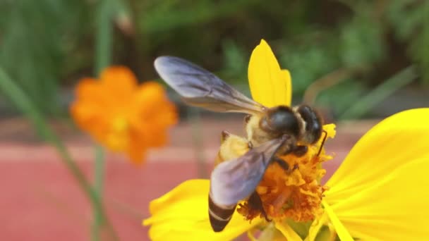 Flying Honey Bee Covered Pollen Collecting Nectar Blue Chicory Flower — Stock Video