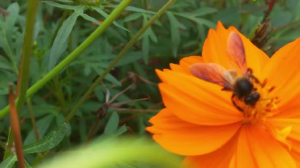 Літаюча Медова Бджола Покрита Пилкою Збирає Нектар Блакитної Квітки Цикорію — стокове відео