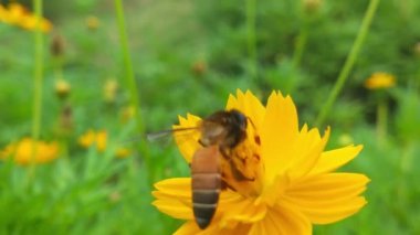 Mavi Chicory Çiçeğinden Nektar Toplayan Polen ile kaplı Uçan Bal Arısı. Spring Chicory Çiçekleri Kapatın. Macro Shot Bal Arısı Tozlaştırıcı Bahar Mor Çiçekleri Çiçek Açan Çiçekler. Bal arılarını kapatın. Mor çiçeklerin etrafında uçmak. Arılar