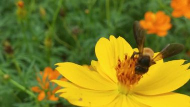 Mavi Chicory Çiçeğinden Nektar Toplayan Polen ile kaplı Uçan Bal Arısı. Spring Chicory Çiçekleri Kapatın. Macro Shot Bal Arısı Tozlaştırıcı Bahar Mor Çiçekleri Çiçek Açan Çiçekler. Bal arılarını kapatın. Mor çiçeklerin etrafında uçmak. Arılar