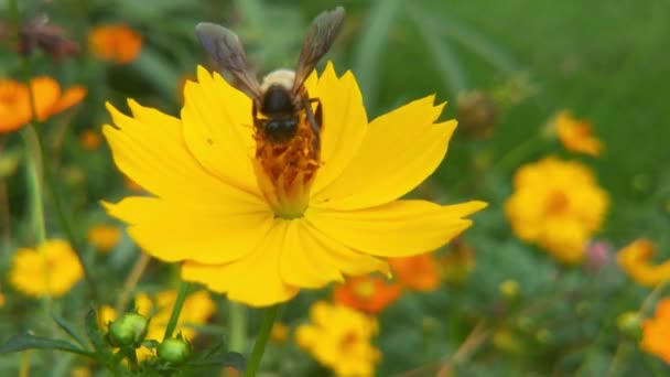 Flying Honey Bee Bedekt Met Stuifmeel Verzamelen Van Nectar Uit — Stockvideo