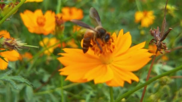Flying Honey Bee Bedekt Met Stuifmeel Verzamelen Van Nectar Uit — Stockvideo